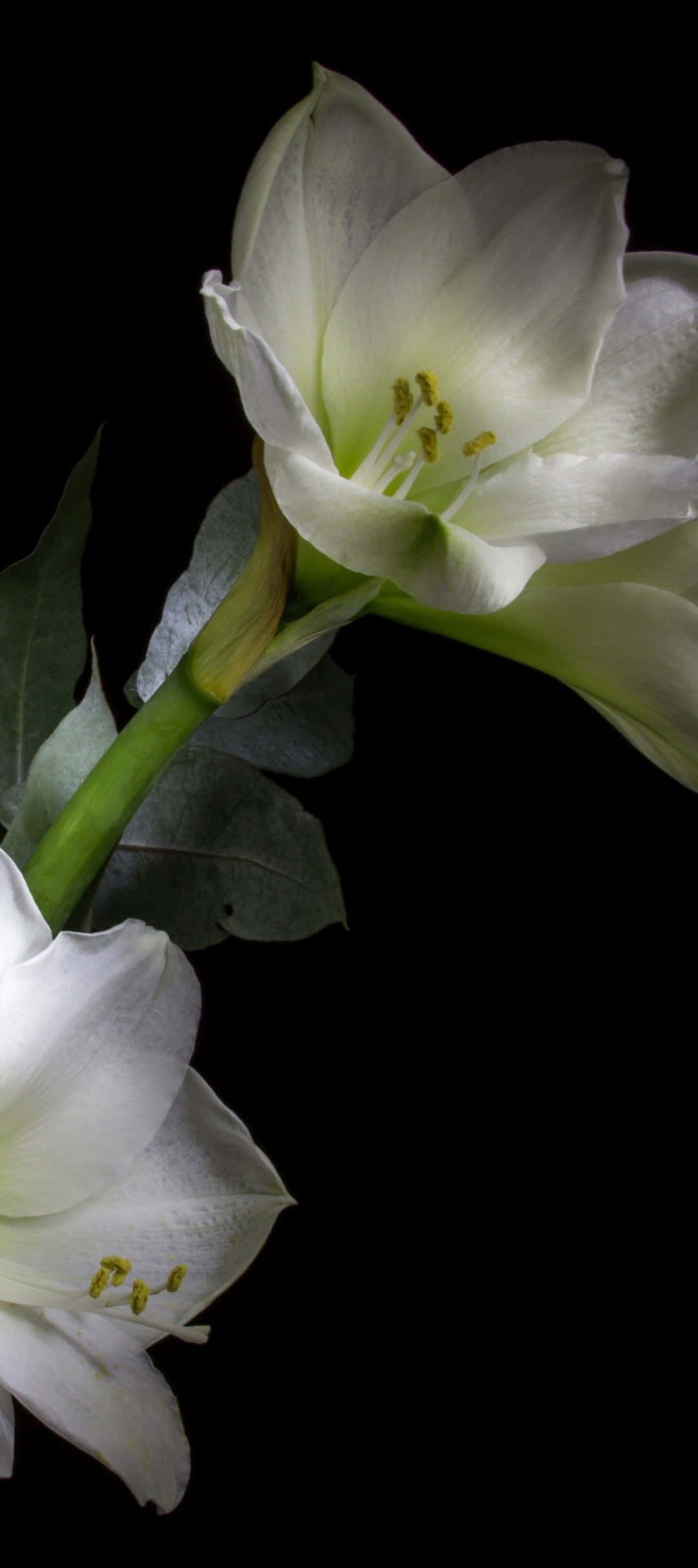 Pixel 9, amaryllis, yellow stamens, Full HD Phone Wallpaper
