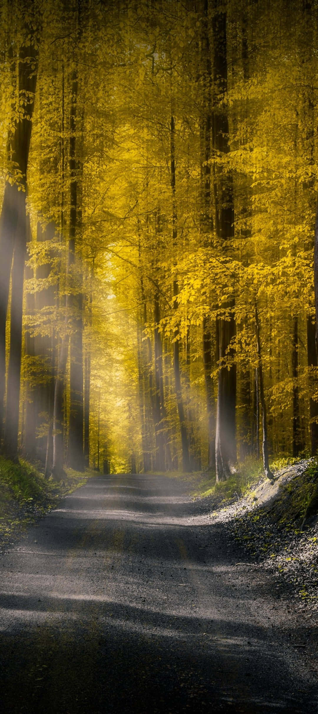 Pixel 9, autumn forest path, golden sunlight, Full HD Phone Wallpaper