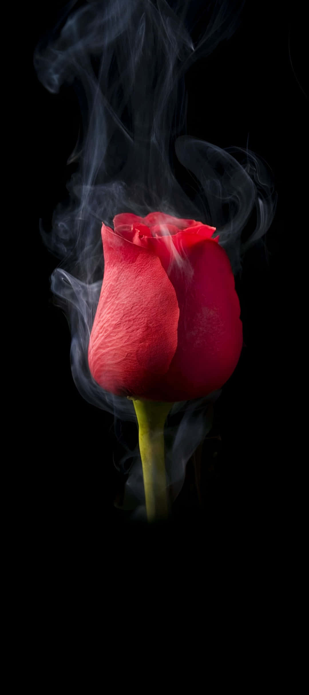 Pixel 9, red rose, swirling white smoke, Full HD Phone Wallpaper