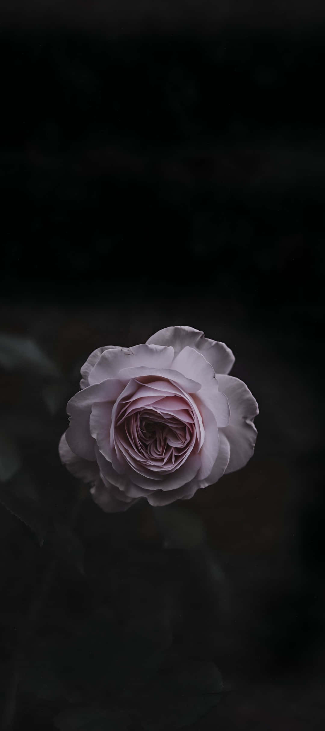 Pixel 9, pale pink rose, deep black background, Full HD Phone Wallpaper