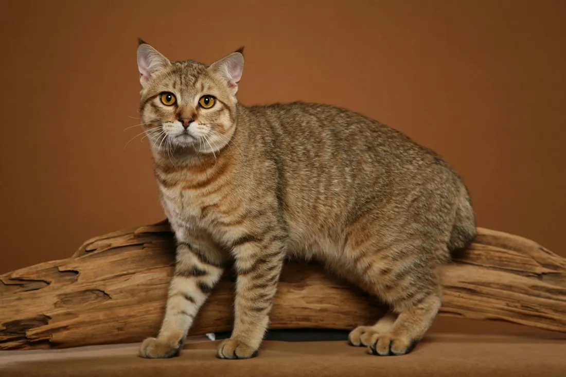 Pixie-bob Cat