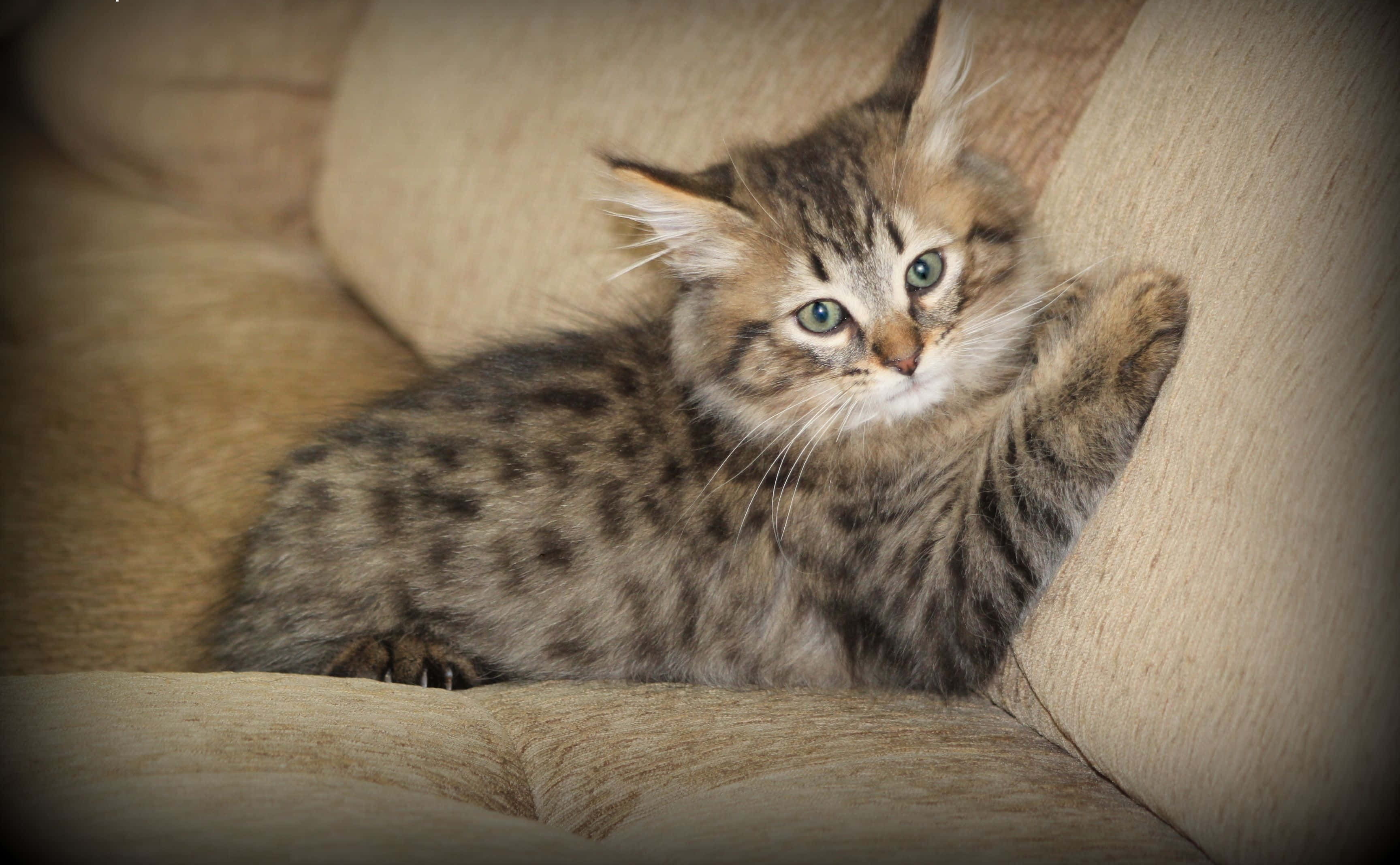 Pixie-bob cat, fluffy tabby kitten, striking green eyes, 2K Desktop Wallpaper