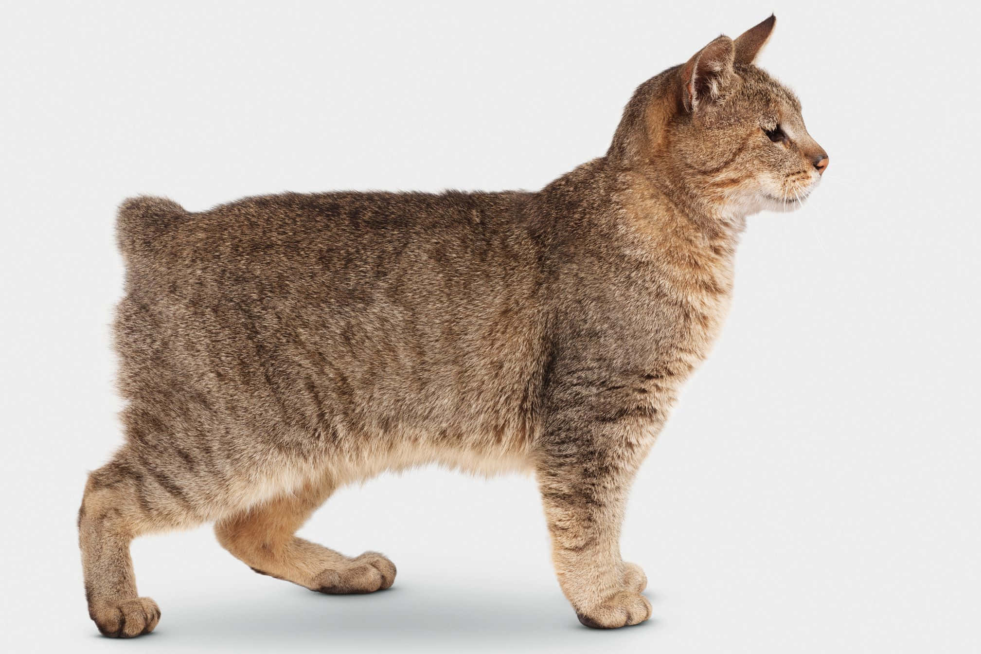 Pixie-bob Cat, tabby, short brown fur, Full HD Desktop Wallpaper