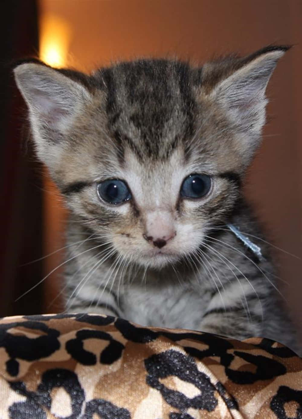 Pixie-bob Cat, leopard-print blanket, warm indoor lighting, HD Phone Wallpaper
