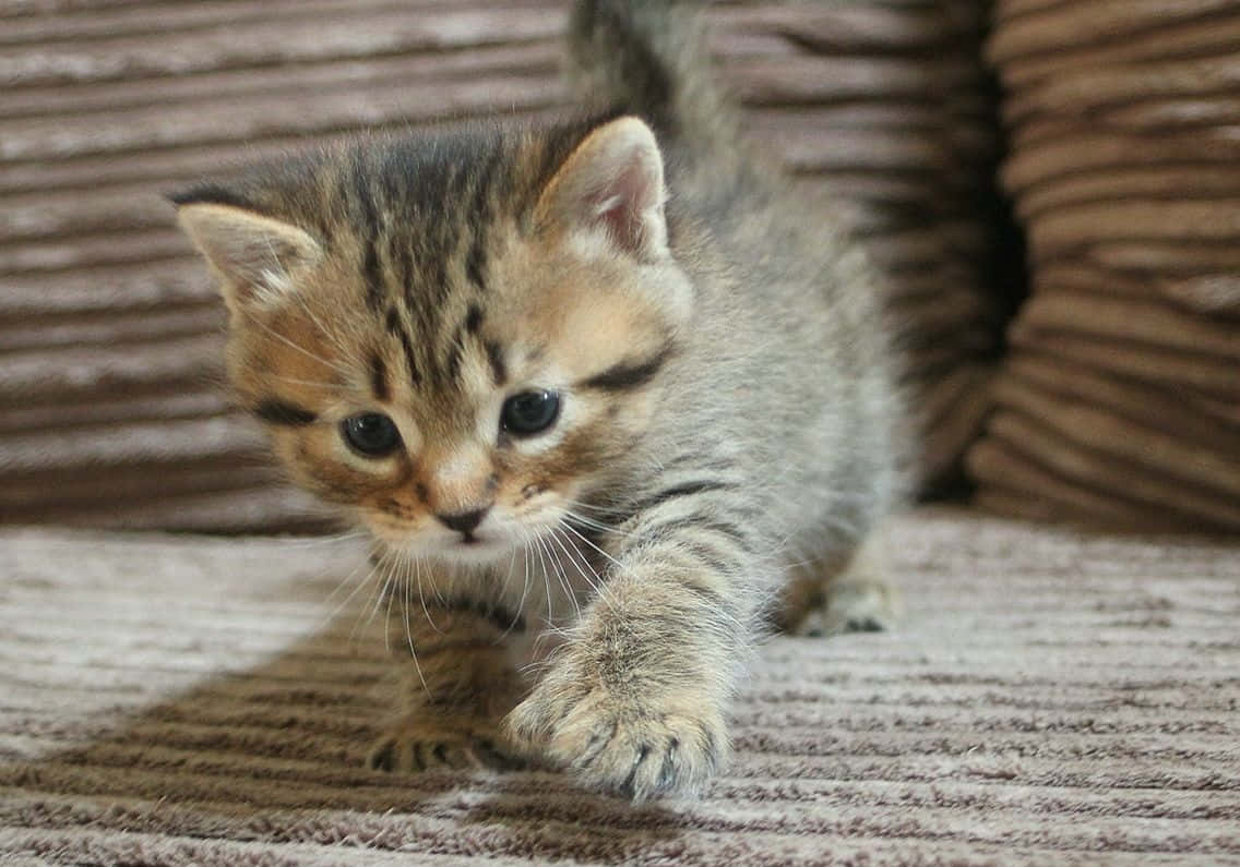 Pixie-bob Cat, tabby kitten, wide curious eyes, SD Desktop Wallpaper