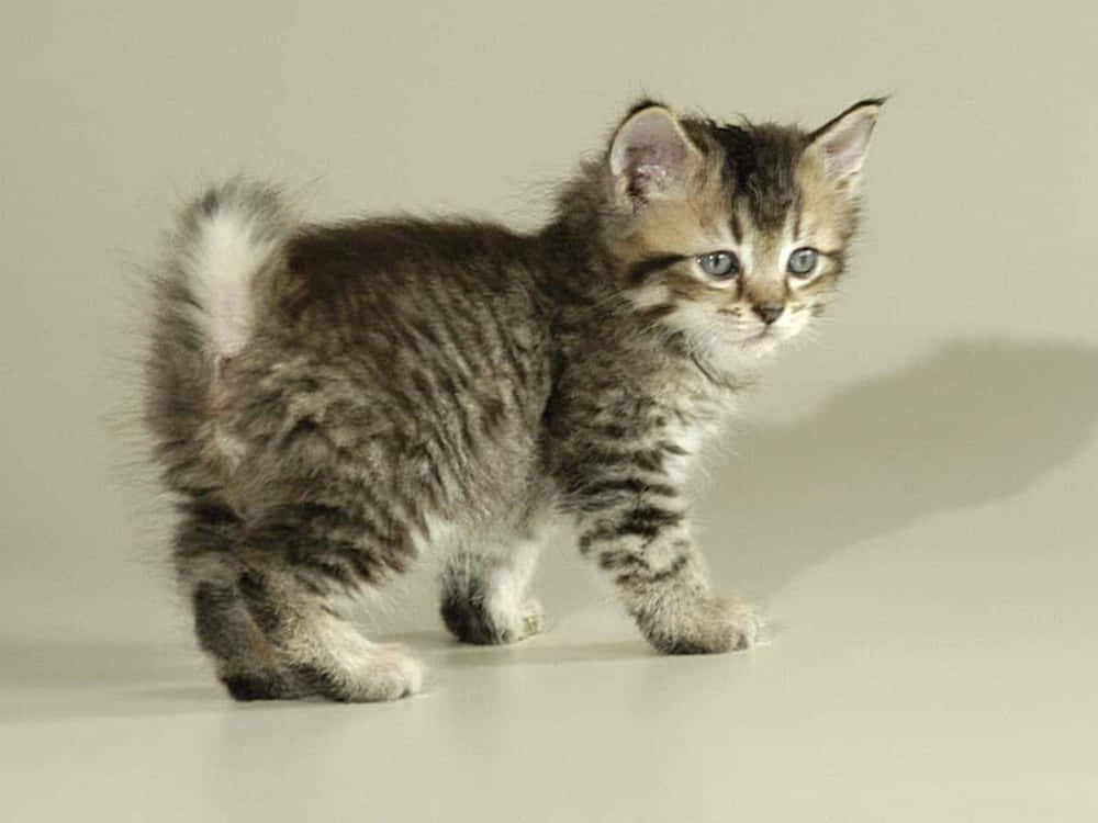 Pixie-bob cat, fluffy tabby kitten, striking blue eyes, SD Desktop Wallpaper