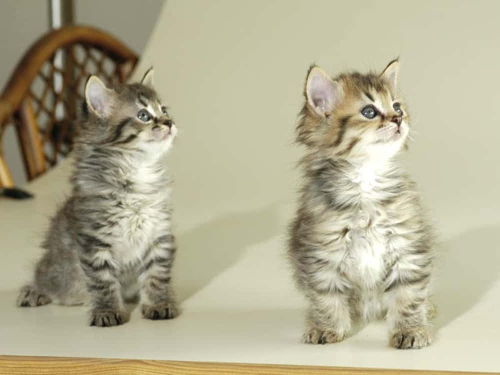 Pixie-Bob Cat, fluffy tabby kittens, bright blue eyes, SD Desktop Wallpaper