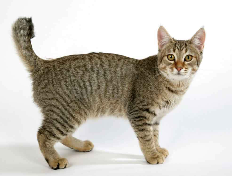 Pixie-bob cat, striking green eyes, wooden surface, SD Desktop Wallpaper