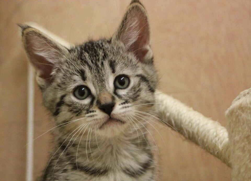 Pixie-Bob Cat, tabby kitten, green eyes, SD Desktop Wallpaper