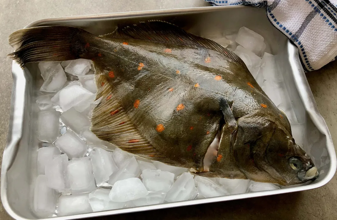 Plaice