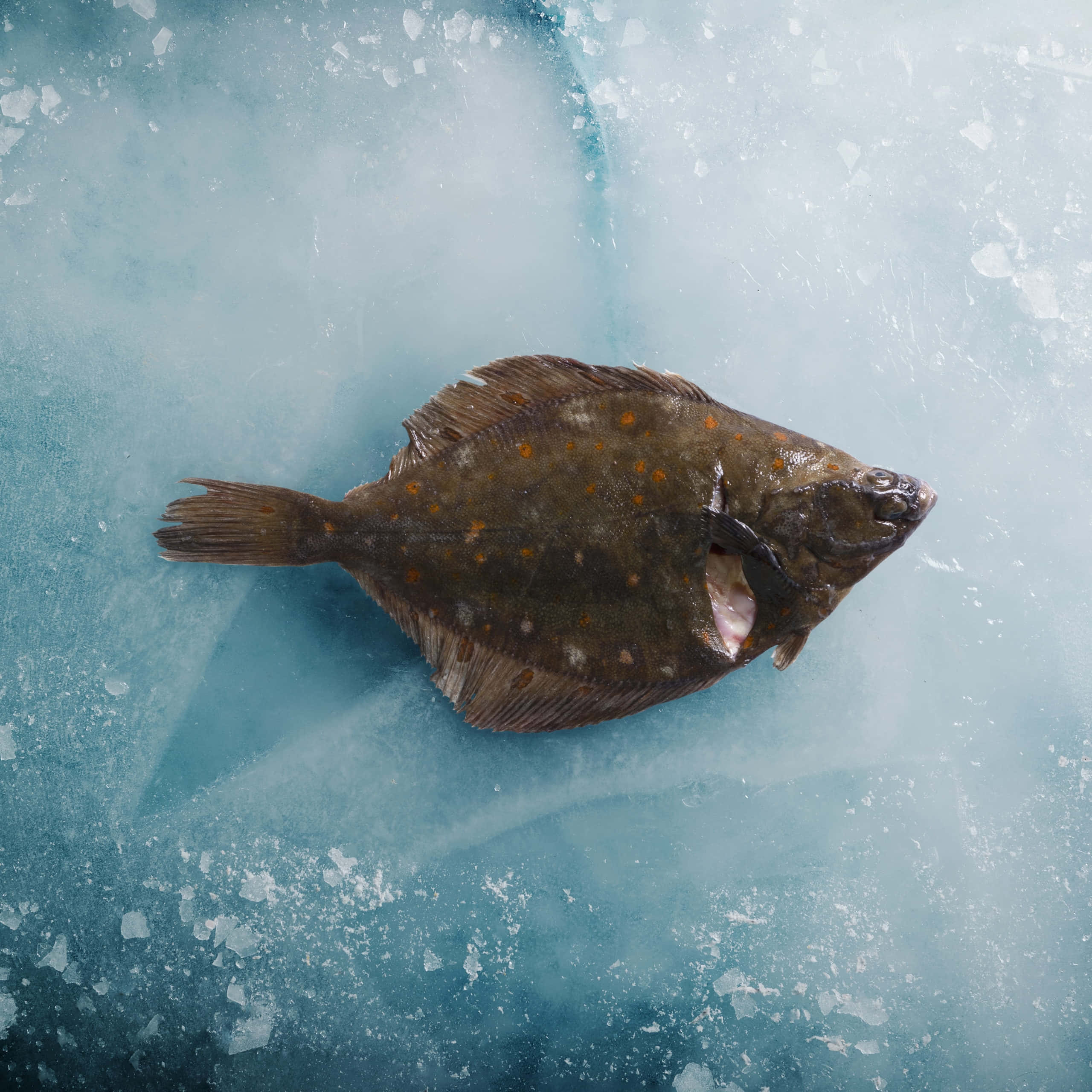 Plaice, orange spots, cracked blue ice, 2K Desktop Wallpaper
