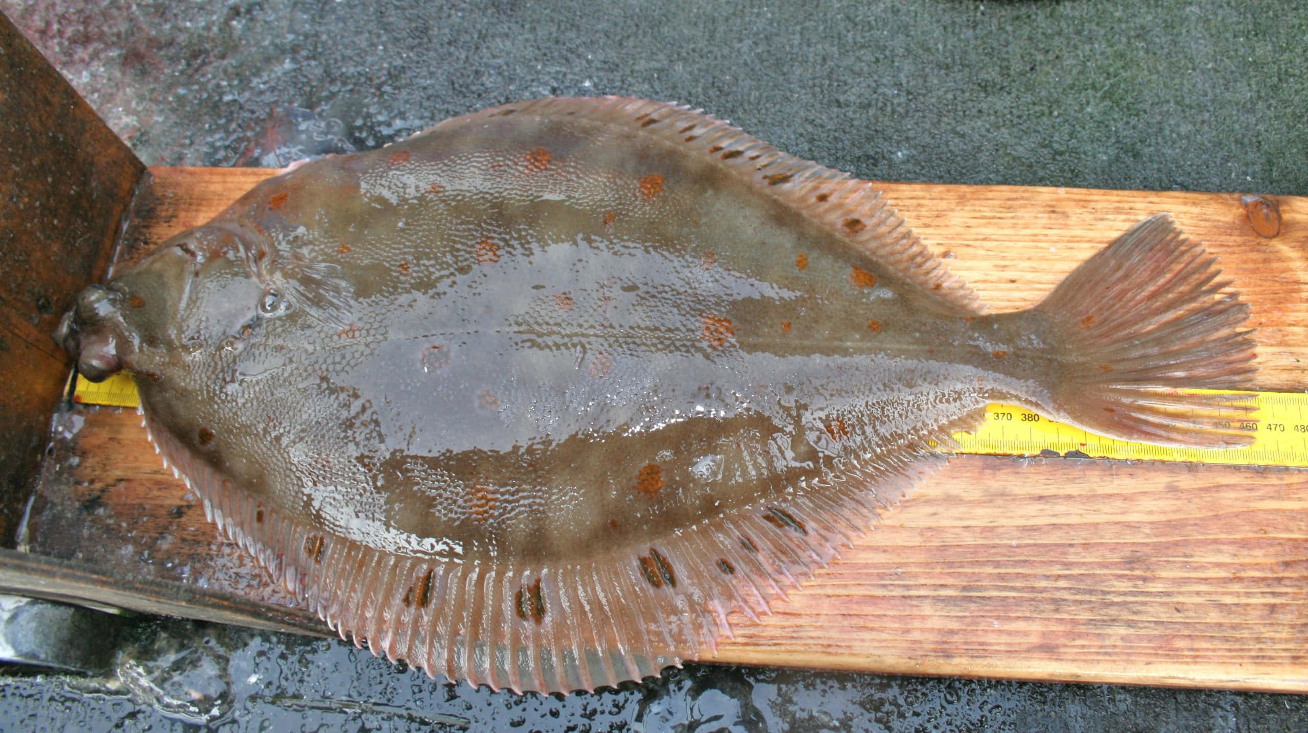 Plaice, wooden board, yellow measuring tape, 2K Desktop Wallpaper