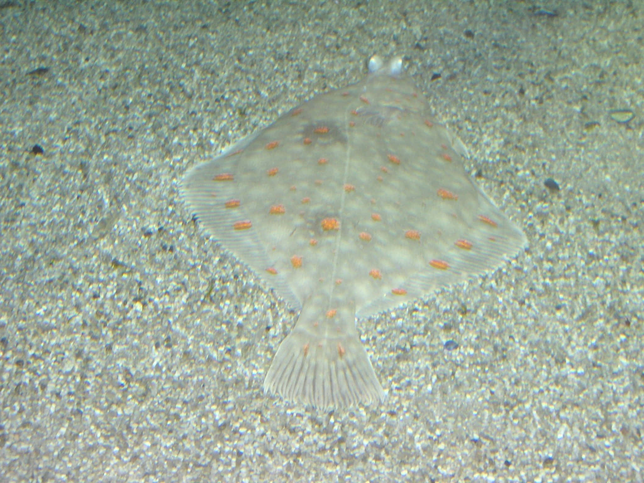 Plaice, orange spots, sandy ocean floor, Full HD Desktop Wallpaper