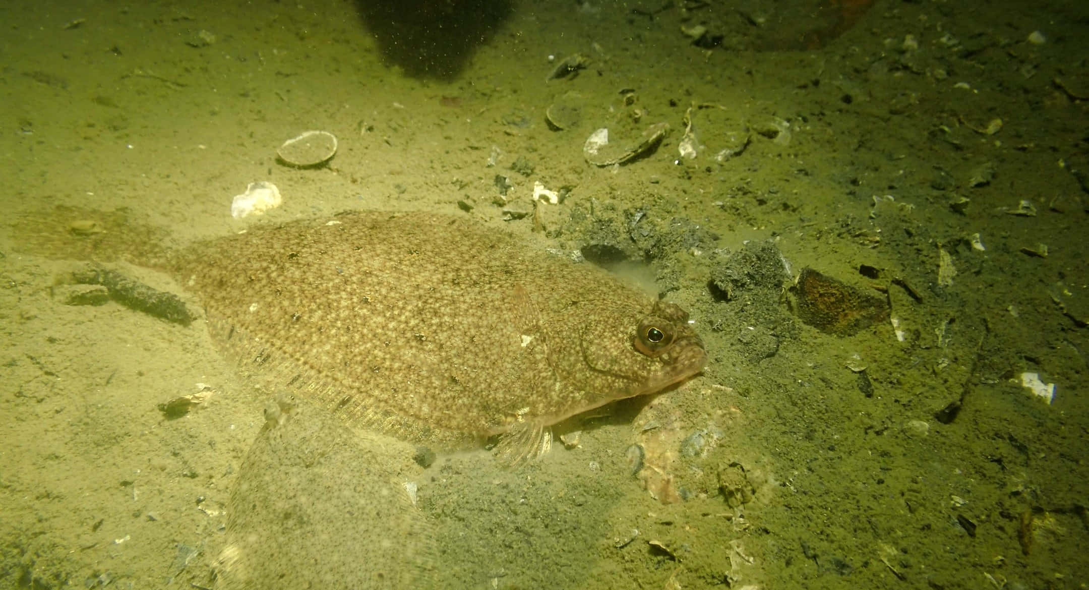 Plaice, sandy seabed, scattered shells, Full HD Desktop Wallpaper