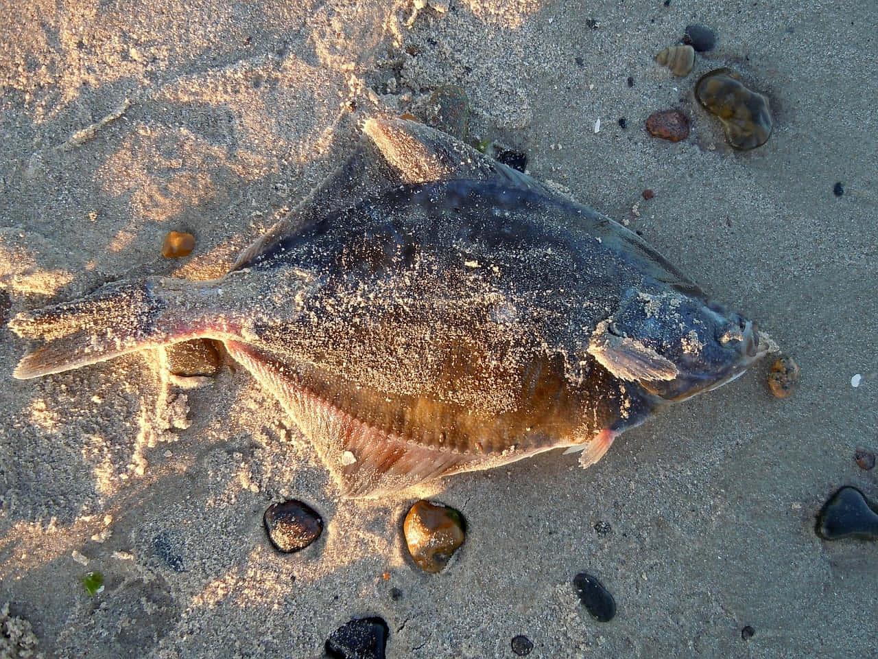 beached plaice, flounder, wet sand, HD Desktop Wallpaper
