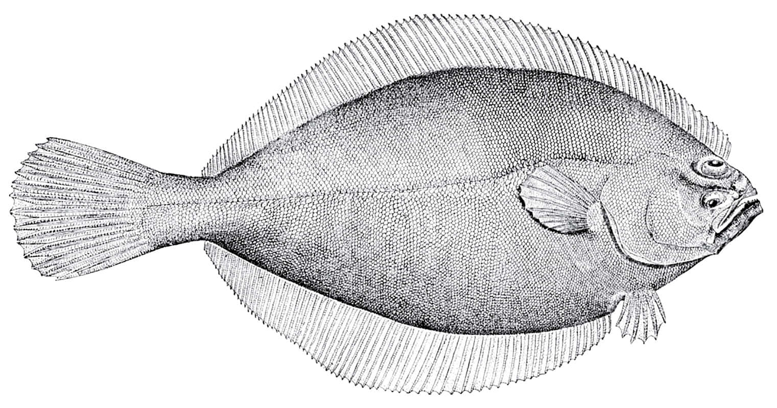Plaice, black and white stippled illustration, flatfish, HD Desktop Wallpaper