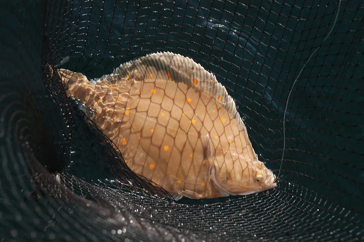 Plaice, fishing net, orange spots, SD Desktop Wallpaper