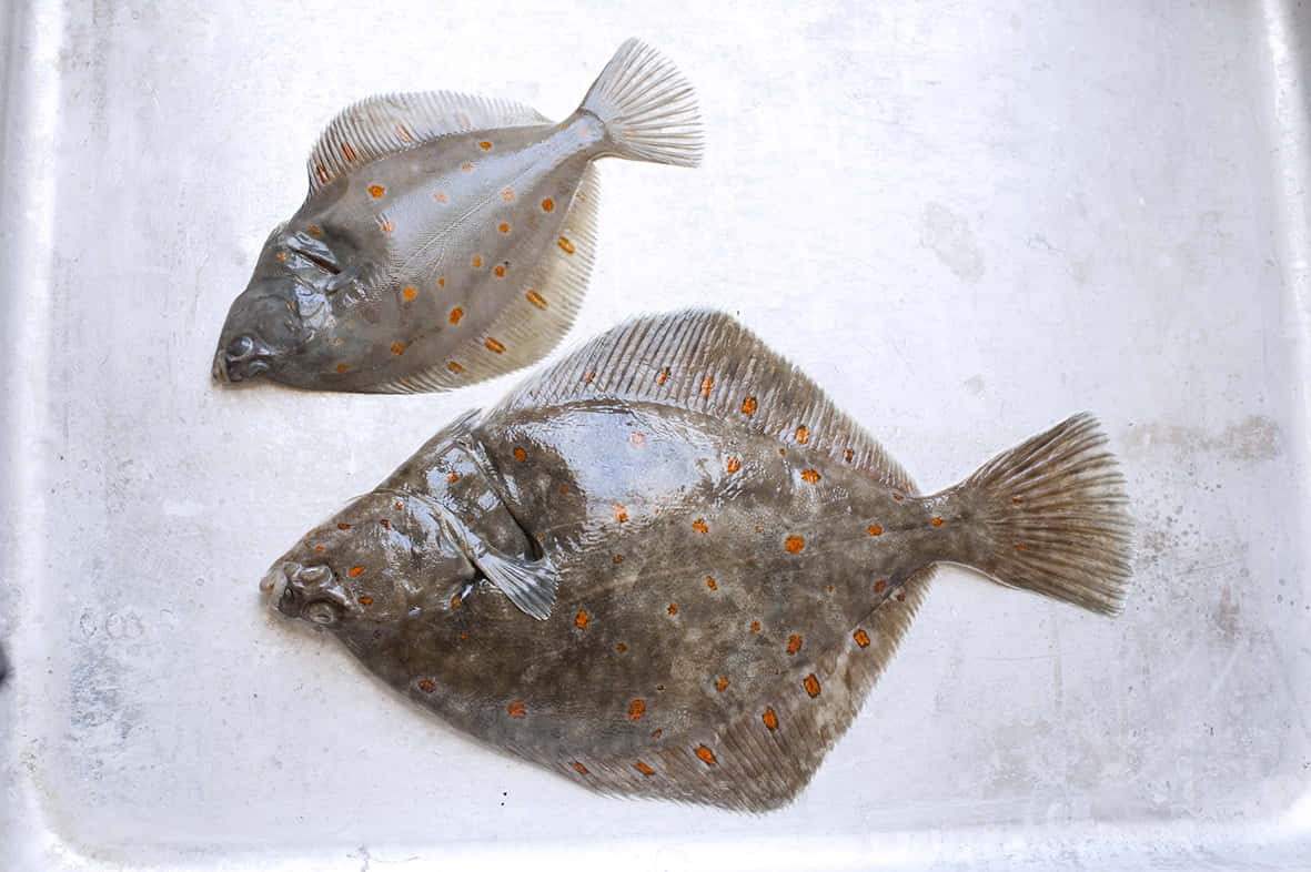 Plaice, fresh flatfish, mottled gray bodies, SD Desktop Wallpaper
