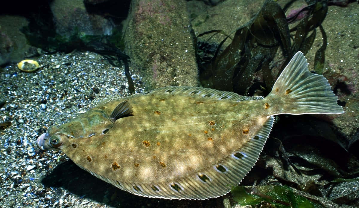Plaice, camouflaged, gravelly ocean floor, SD Desktop Wallpaper