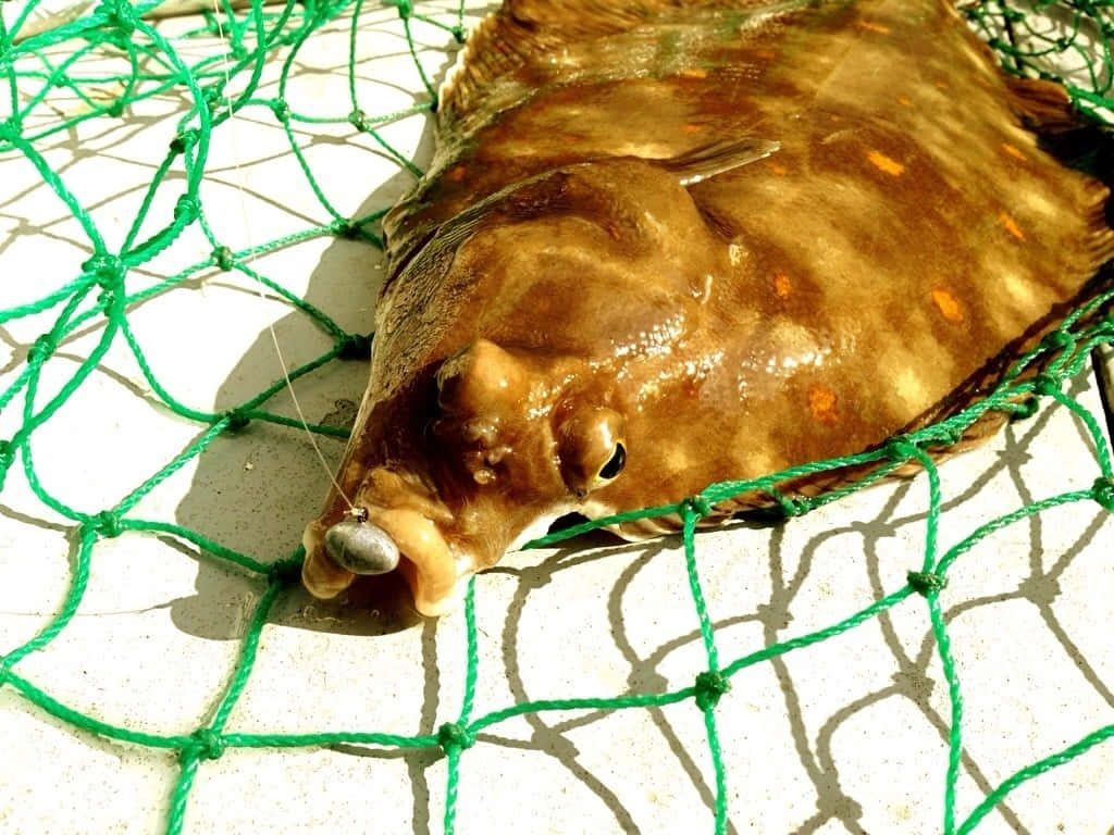 Plaice, flounder, orange spots, SD Desktop Wallpaper