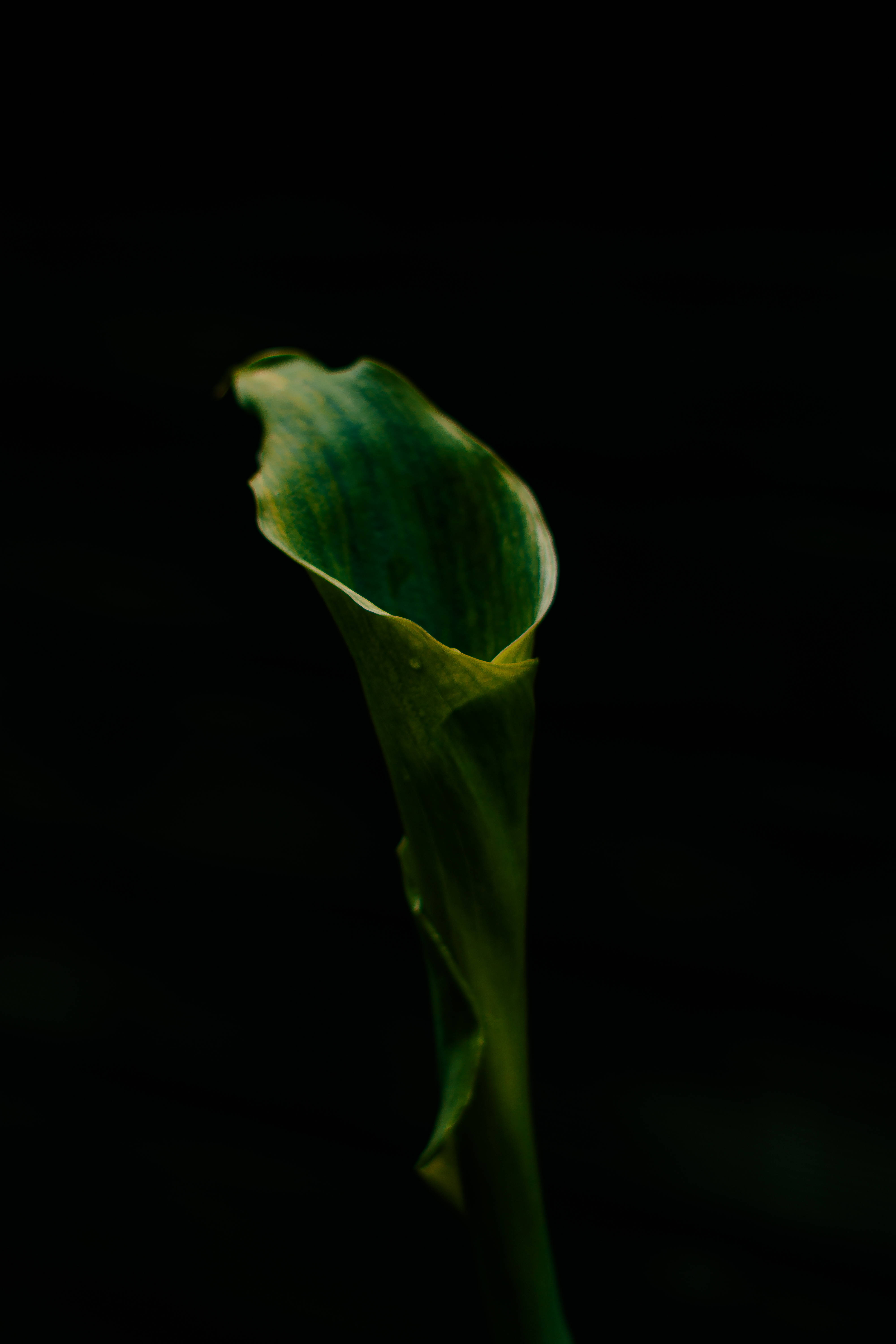 green leaf, pitch black background, dramatic low light, 5K Phone Wallpaper