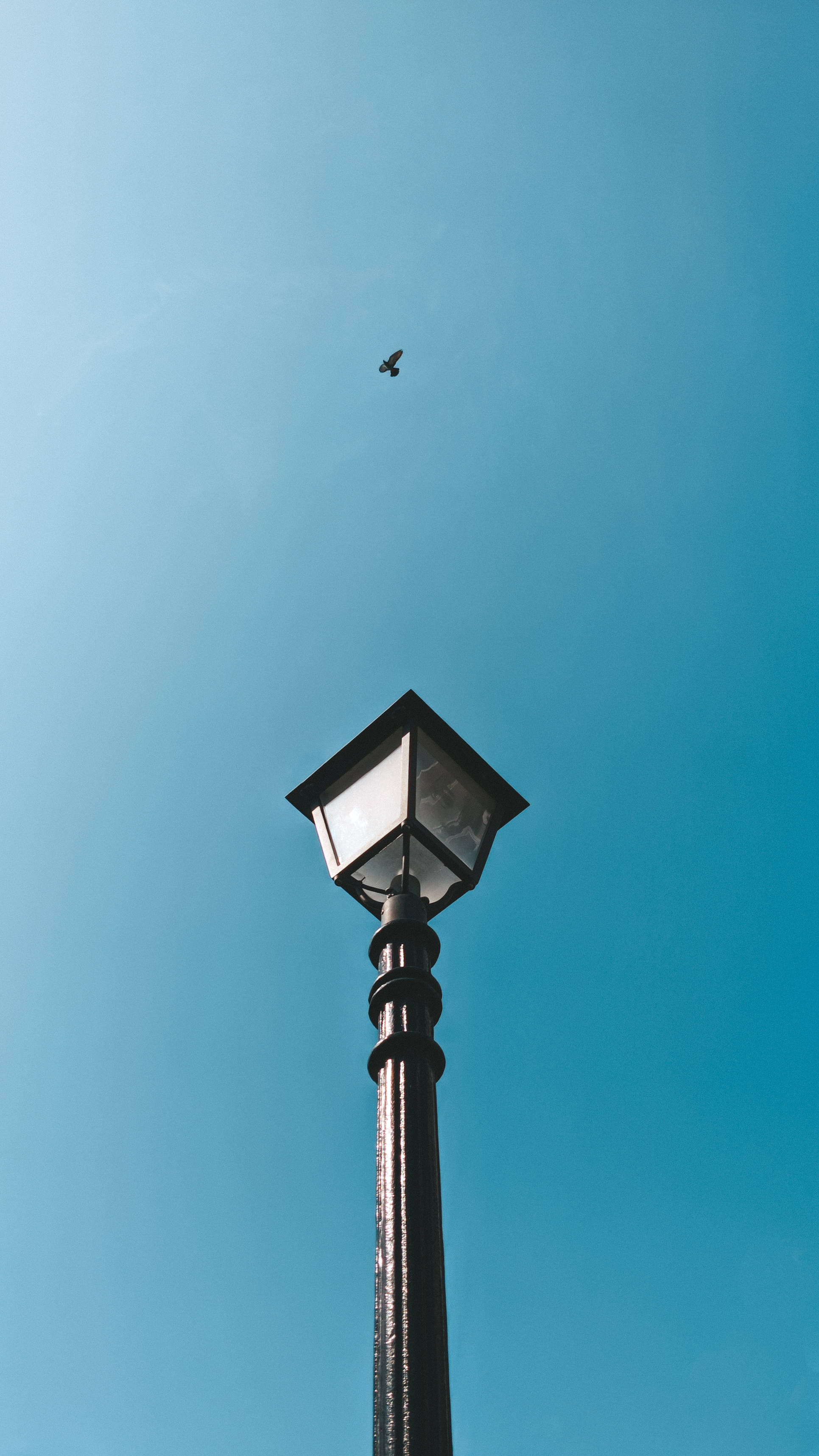 vintage streetlamp, clear blue sky, solitary bird, 2K Phone Wallpaper