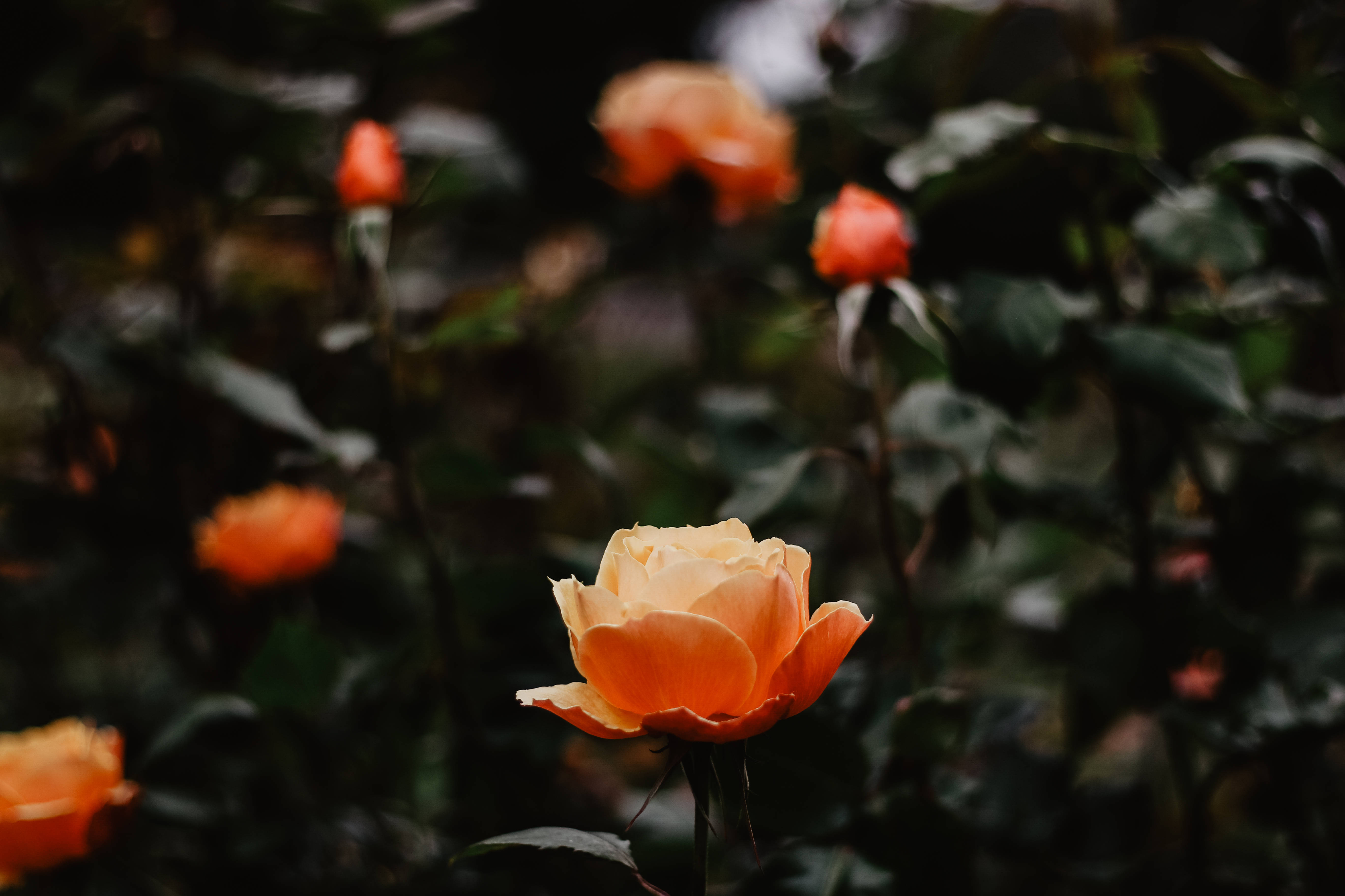 peach rose, dark blurred garden backdrop, other roses fading into shadow, 5K Desktop Wallpaper