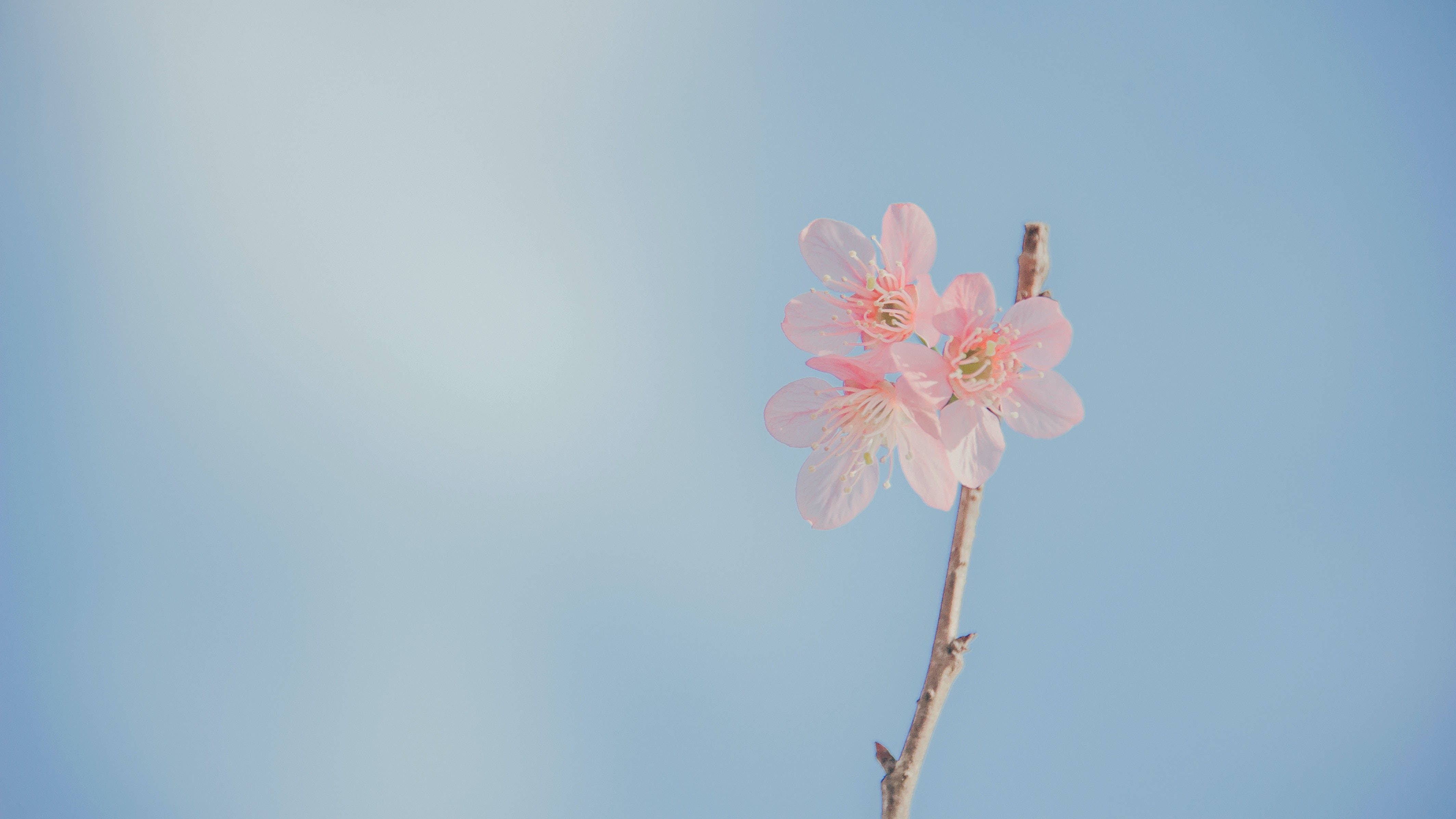 cherry blossoms, pink, slender branch, 4K Desktop Wallpaper