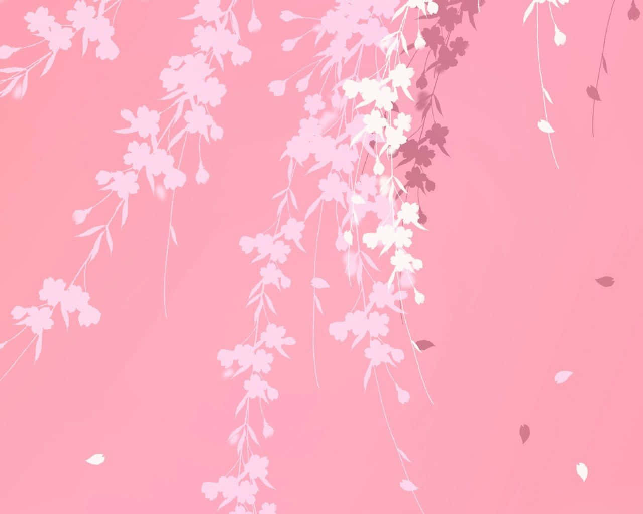 plain pink desktop, soft pink gradient, white cherry blossom branches, HD Desktop Wallpaper