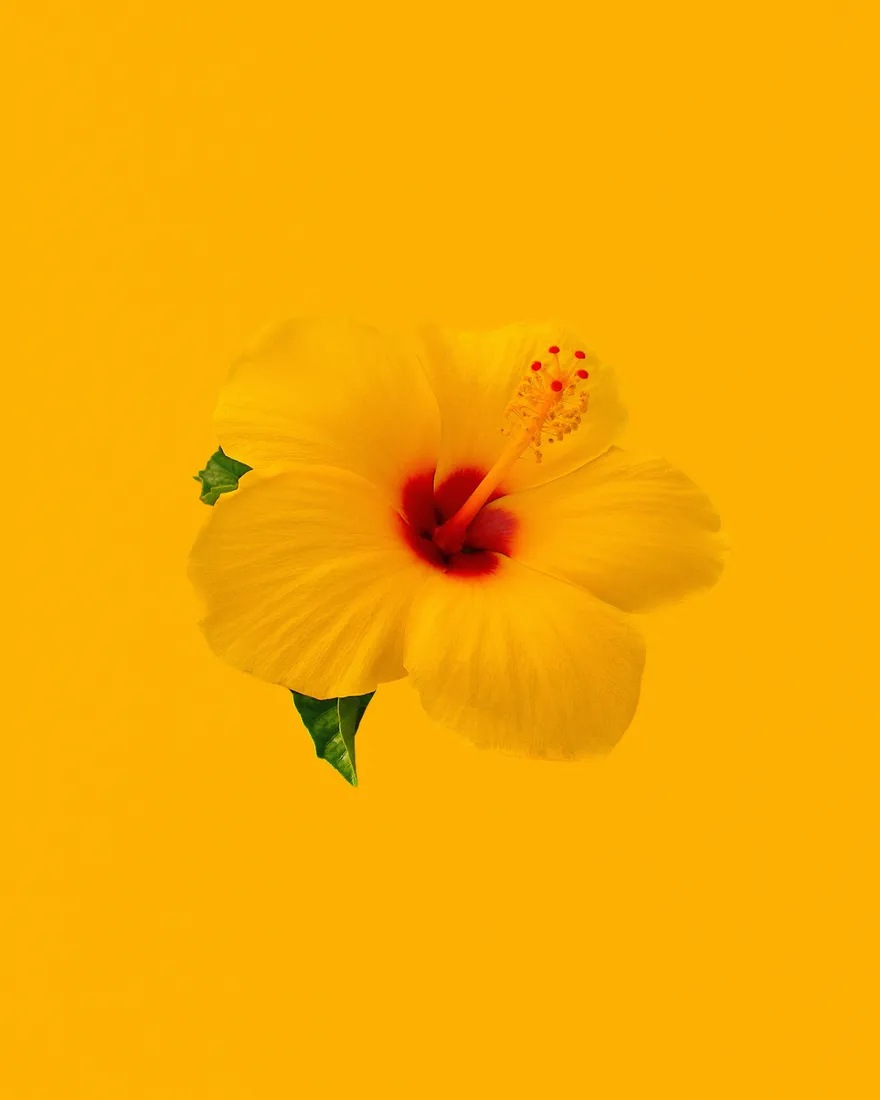 Plain Yellow iPhone