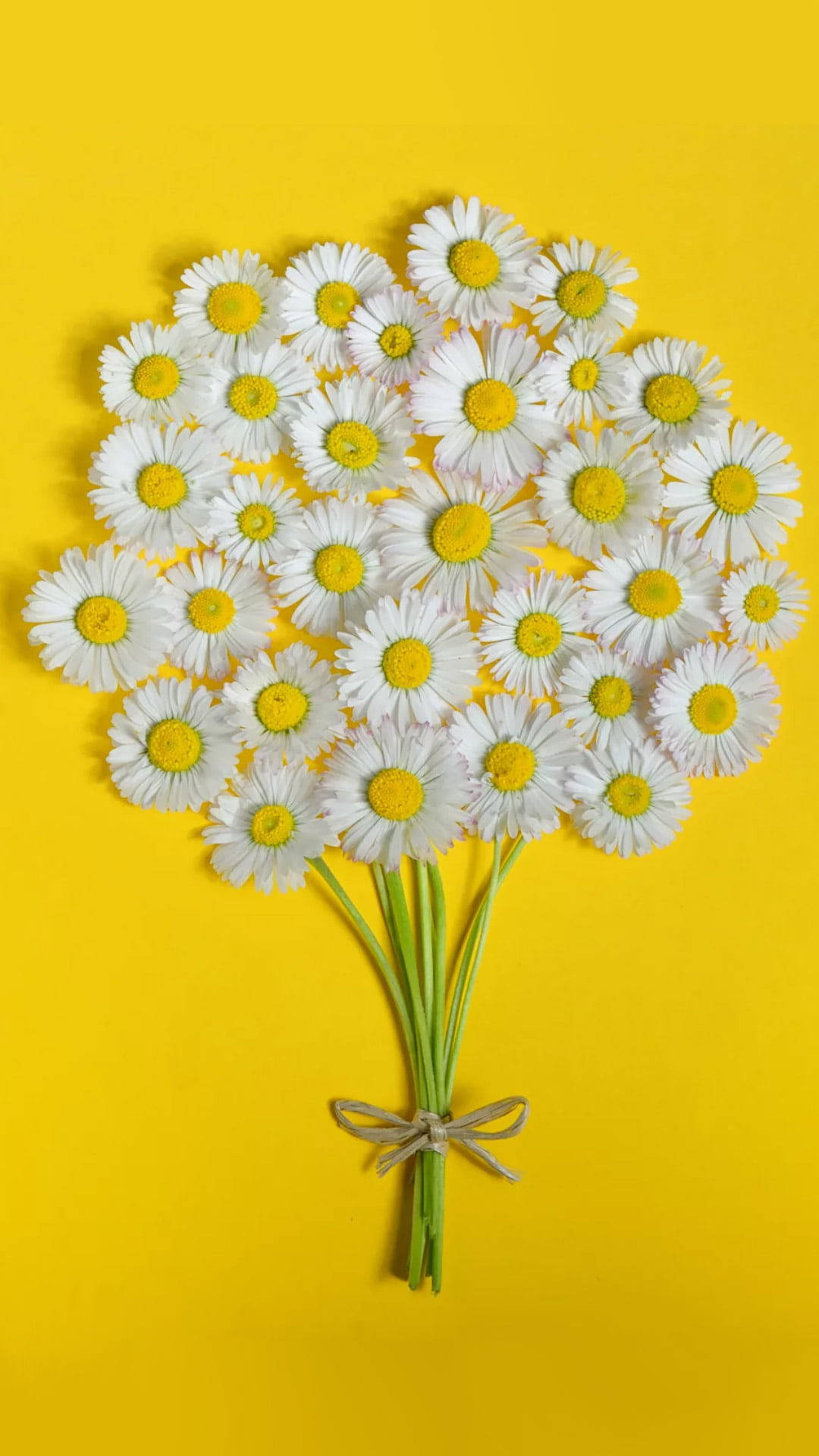 Daisies, Plain Yellow iPhone, white daisies, Full HD Phone Wallpaper
