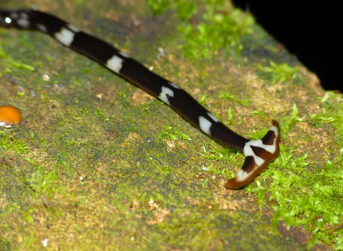 Planarian