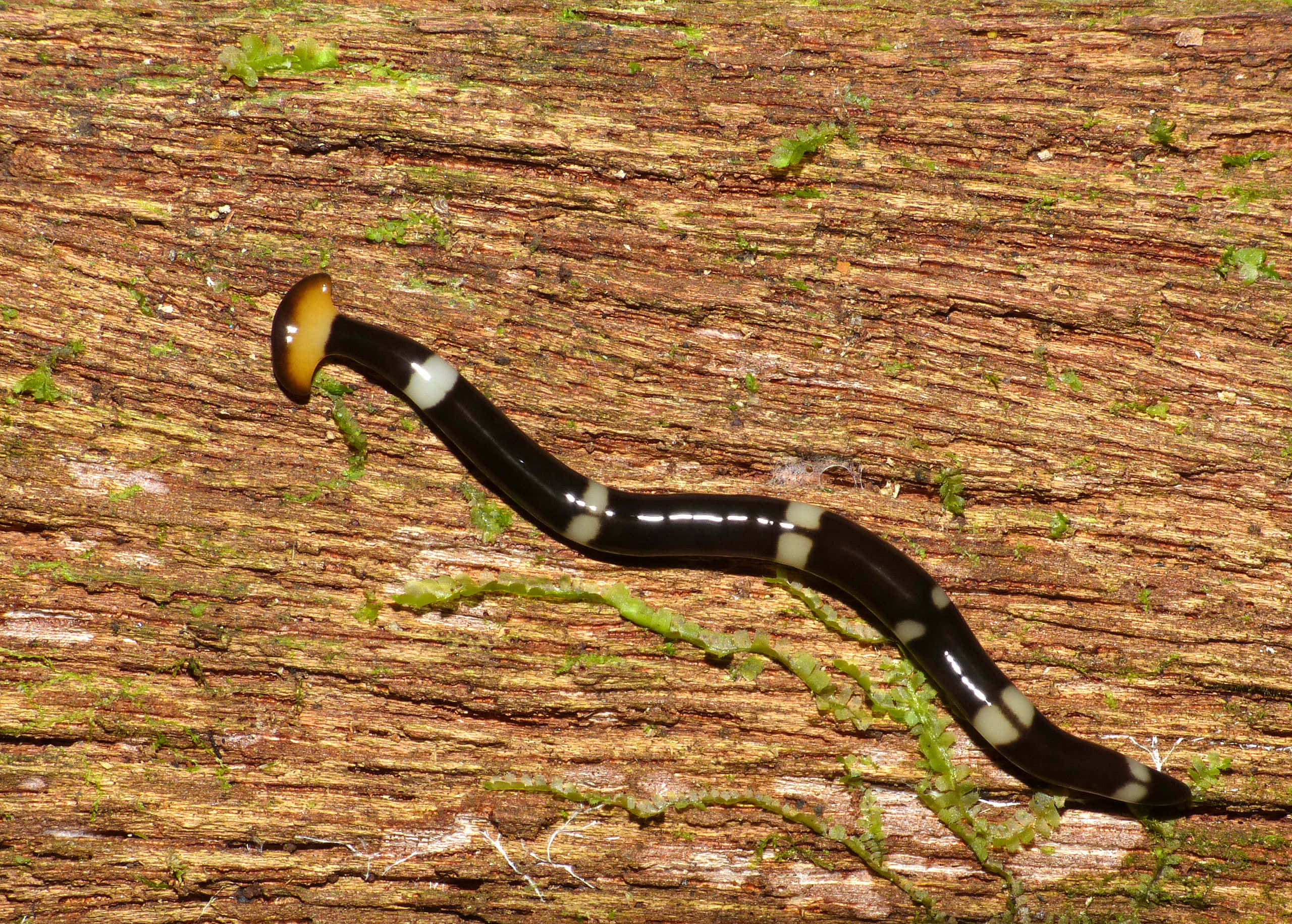 hammerhead flatworm, glossy black and white segmented worm, brown head, 2K Desktop Wallpaper