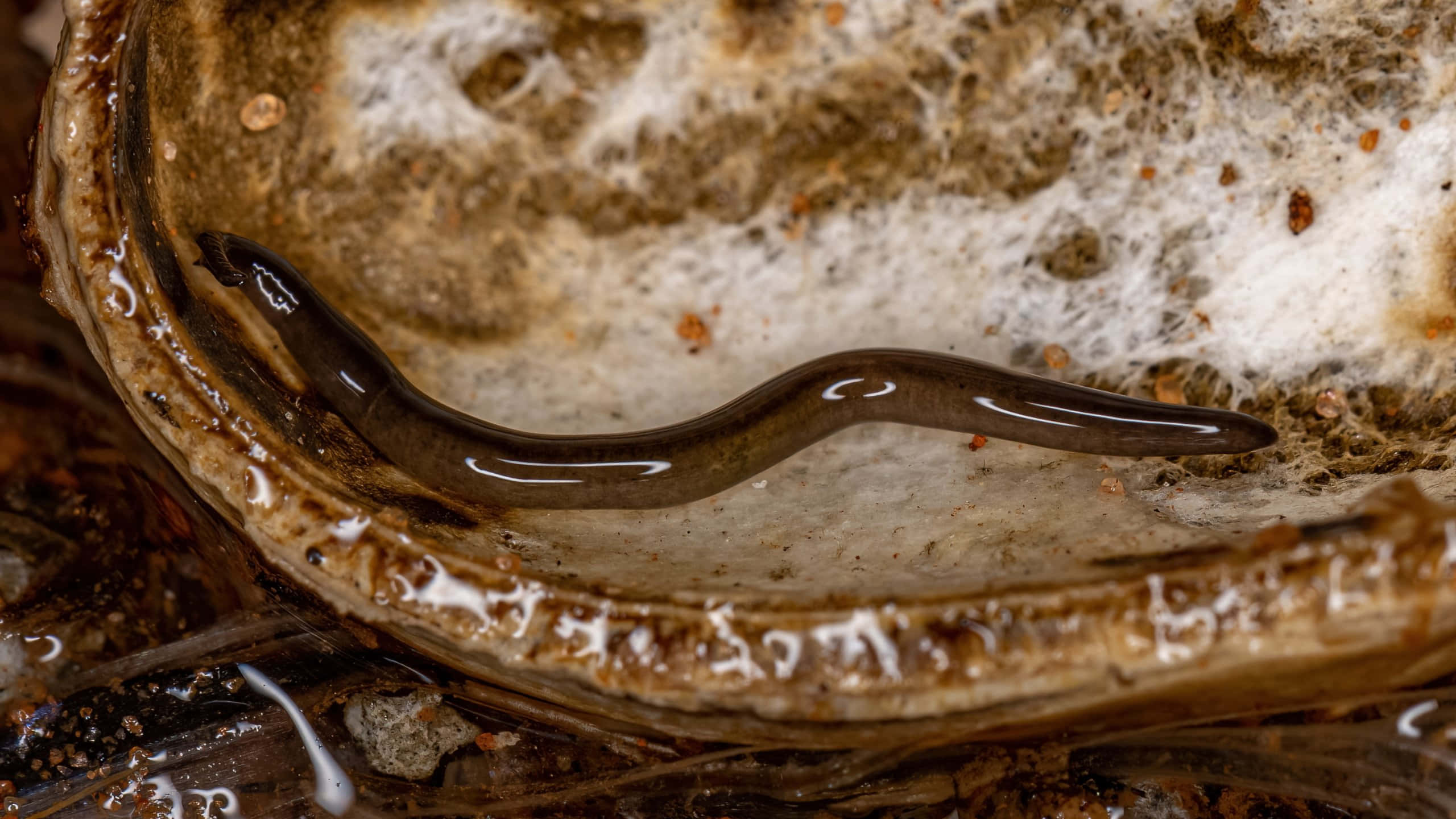 Planarian, mussel shell, weathered brown, 2K Desktop Wallpaper