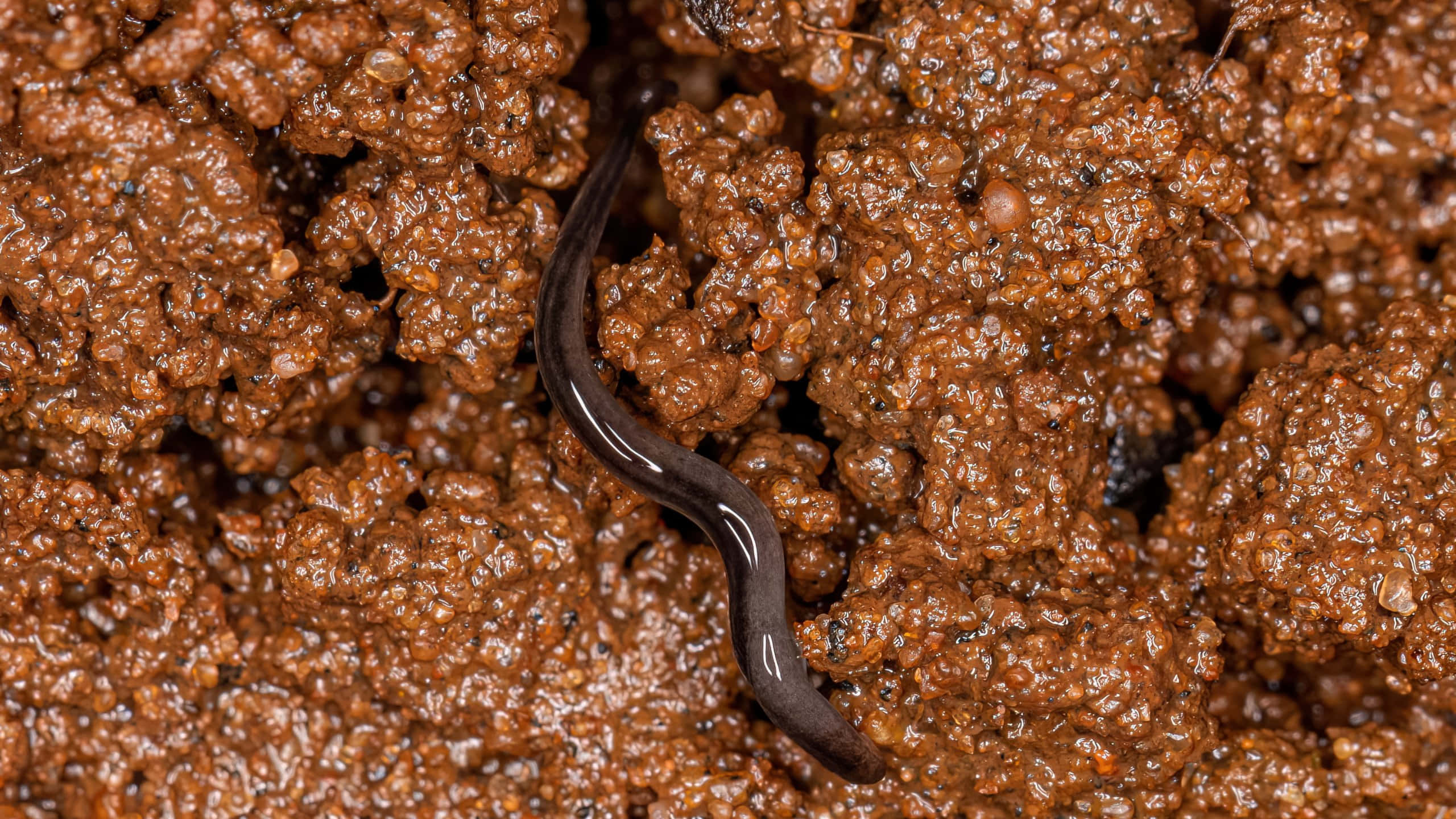 Planarian, moist soil, dark glossy worm, 2K Desktop Wallpaper
