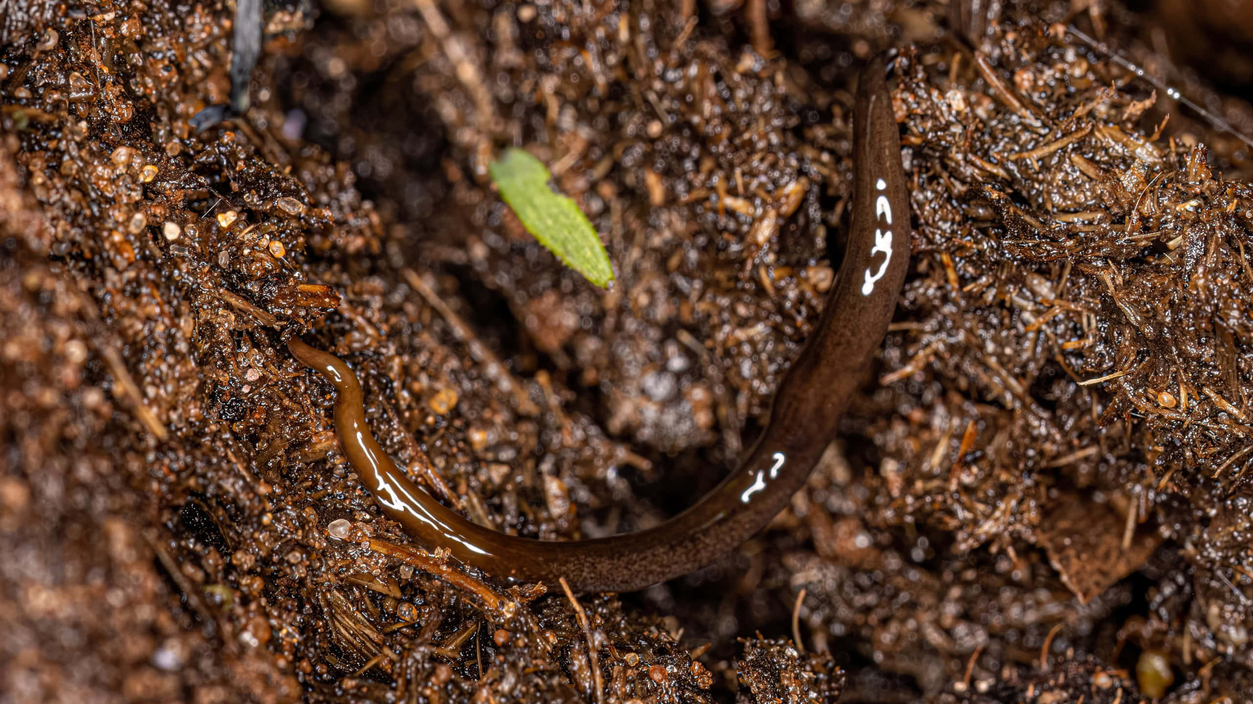 Planarian, glossy brown slug, damp dark soil, 2K Desktop Wallpaper