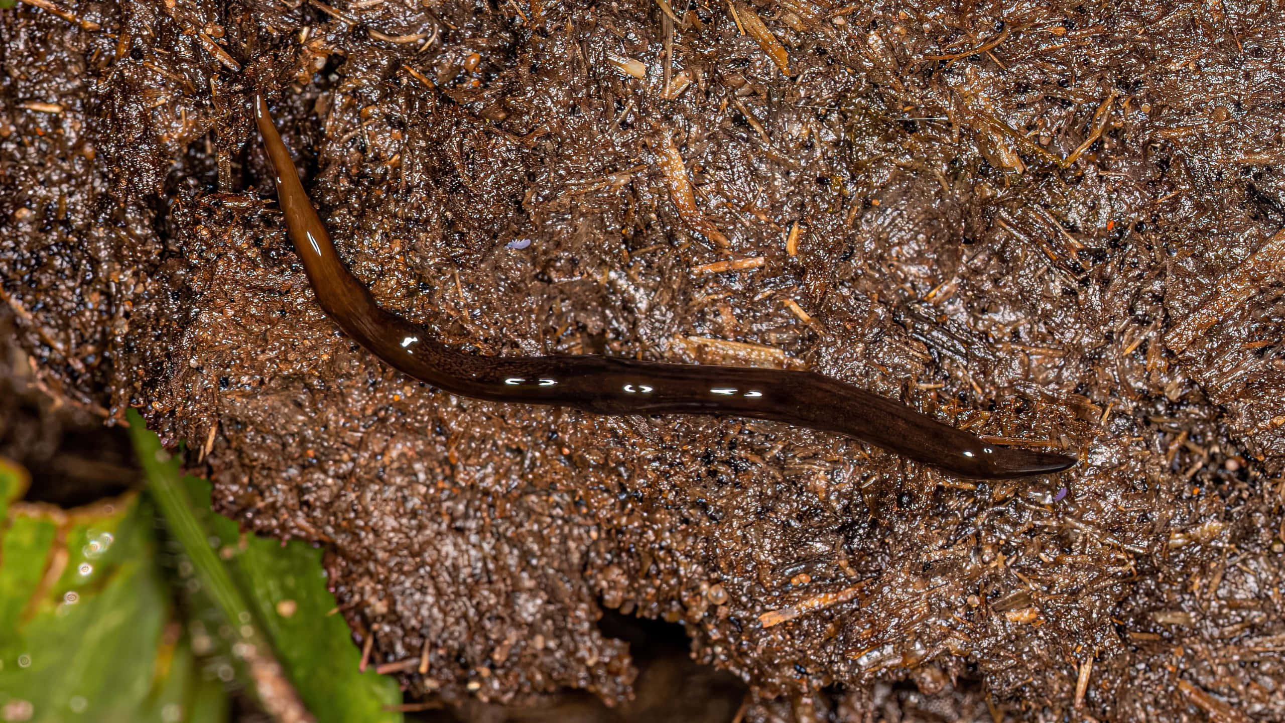 Planarian, damp soil, glossy dark brown slug, 2K Desktop Wallpaper