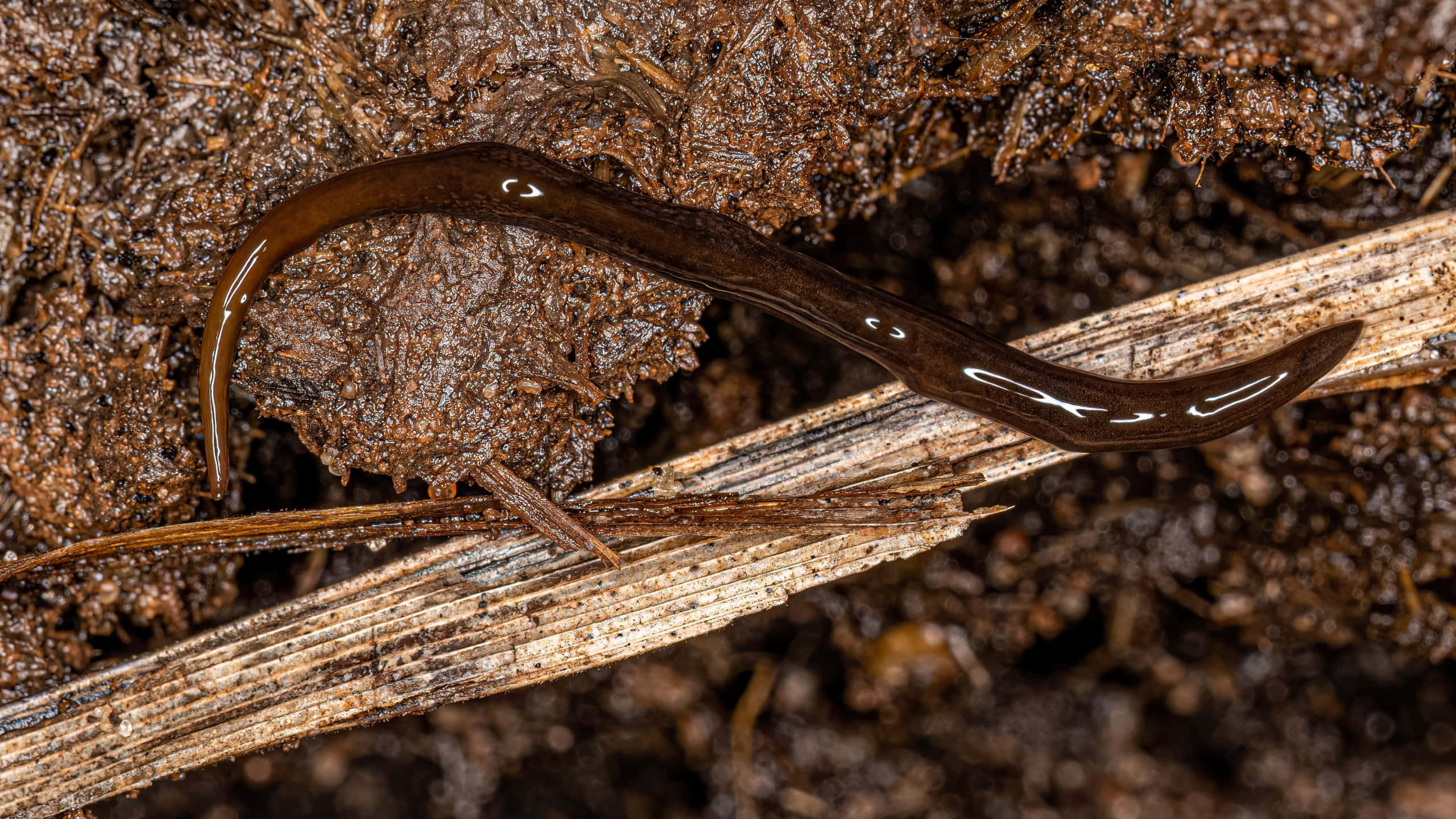 Planarian, dark brown, damp soil, 2K Desktop Wallpaper