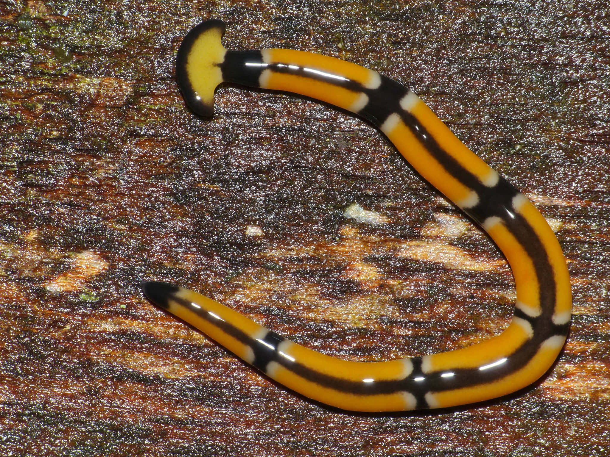 striped planarianon wood, glossy yellow, black and white, Full HD Desktop Wallpaper