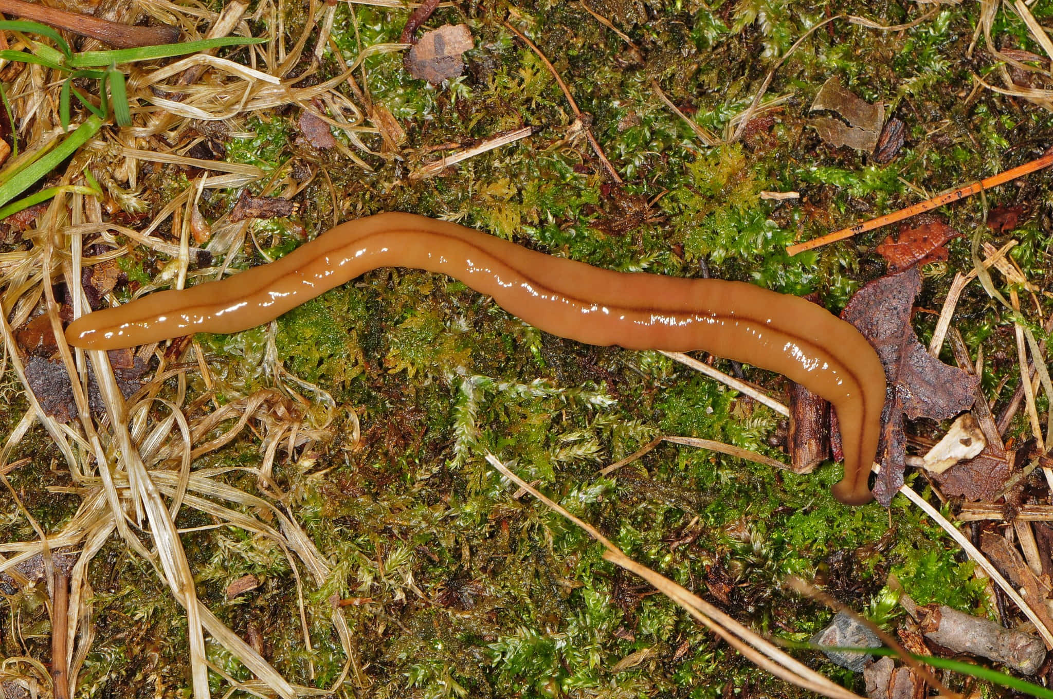 Planarian, glossy brown, green moss, Full HD Desktop Wallpaper