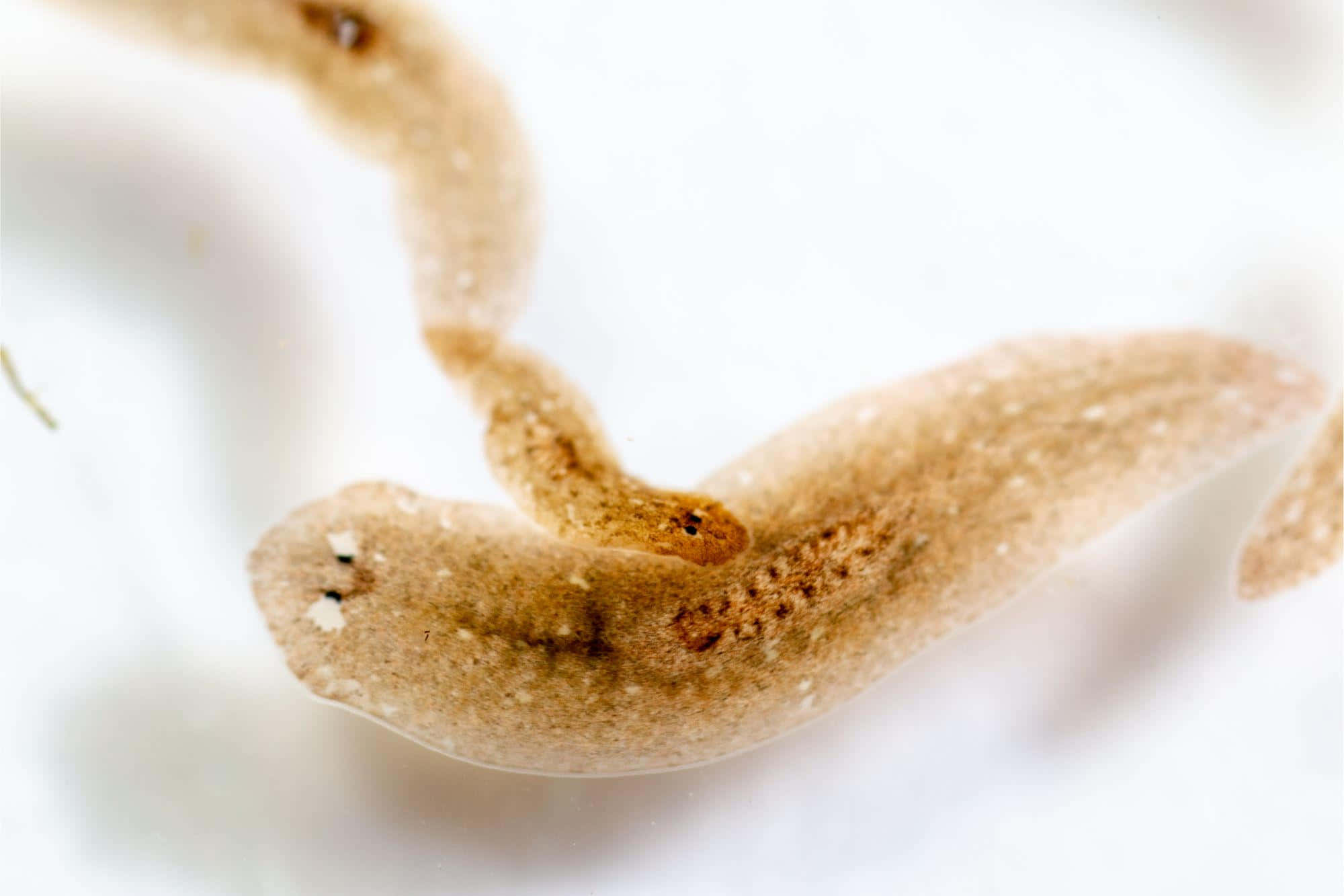 Planarian, translucent brown, speckled texture, Full HD Desktop Wallpaper