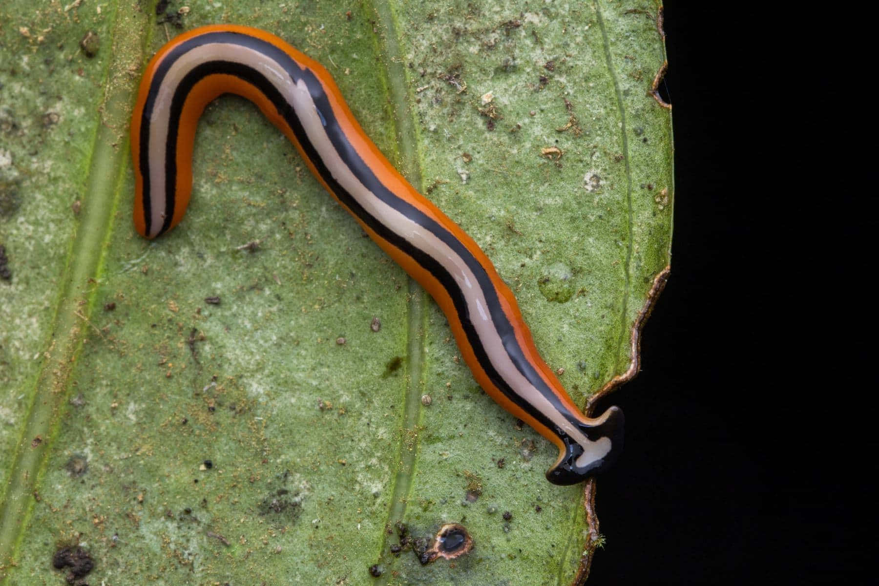 colorful planarianon leaf, vibrant orange black and white striped slug, textured green leaf, HD Desktop Wallpaper