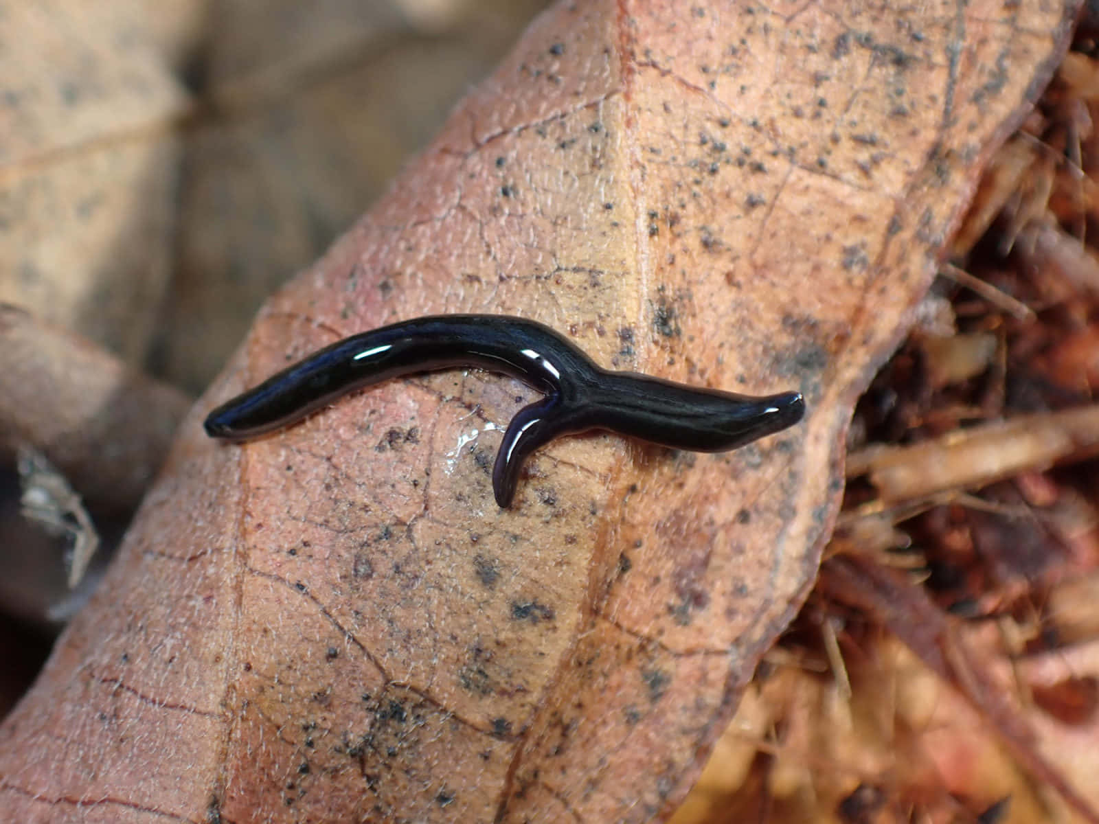 black planarianon leaf, glossy black slug, textured brown leaf, HD Desktop Wallpaper