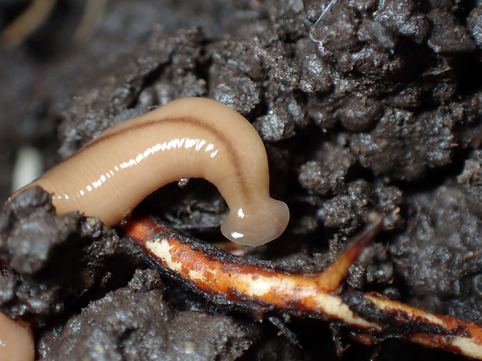 Planarian, translucent beige, moist soil, HD Desktop Wallpaper