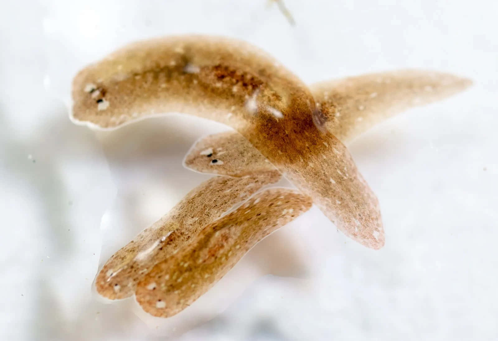 Planarian, translucent brownish flatworms, eyespots, HD Desktop Wallpaper