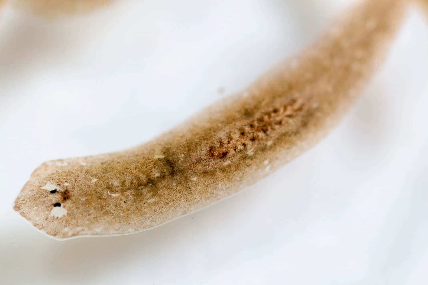 Planarian, translucent brown worm, dark speckles, HD Desktop Wallpaper