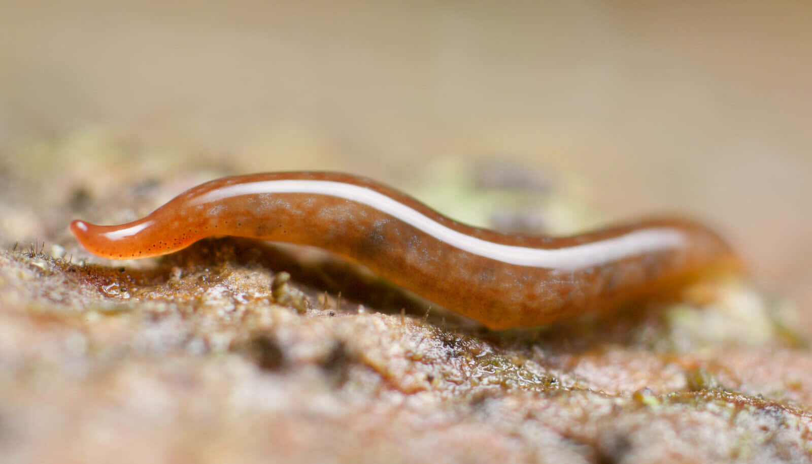 Planarian, translucent orange, white stripe, HD Desktop Wallpaper
