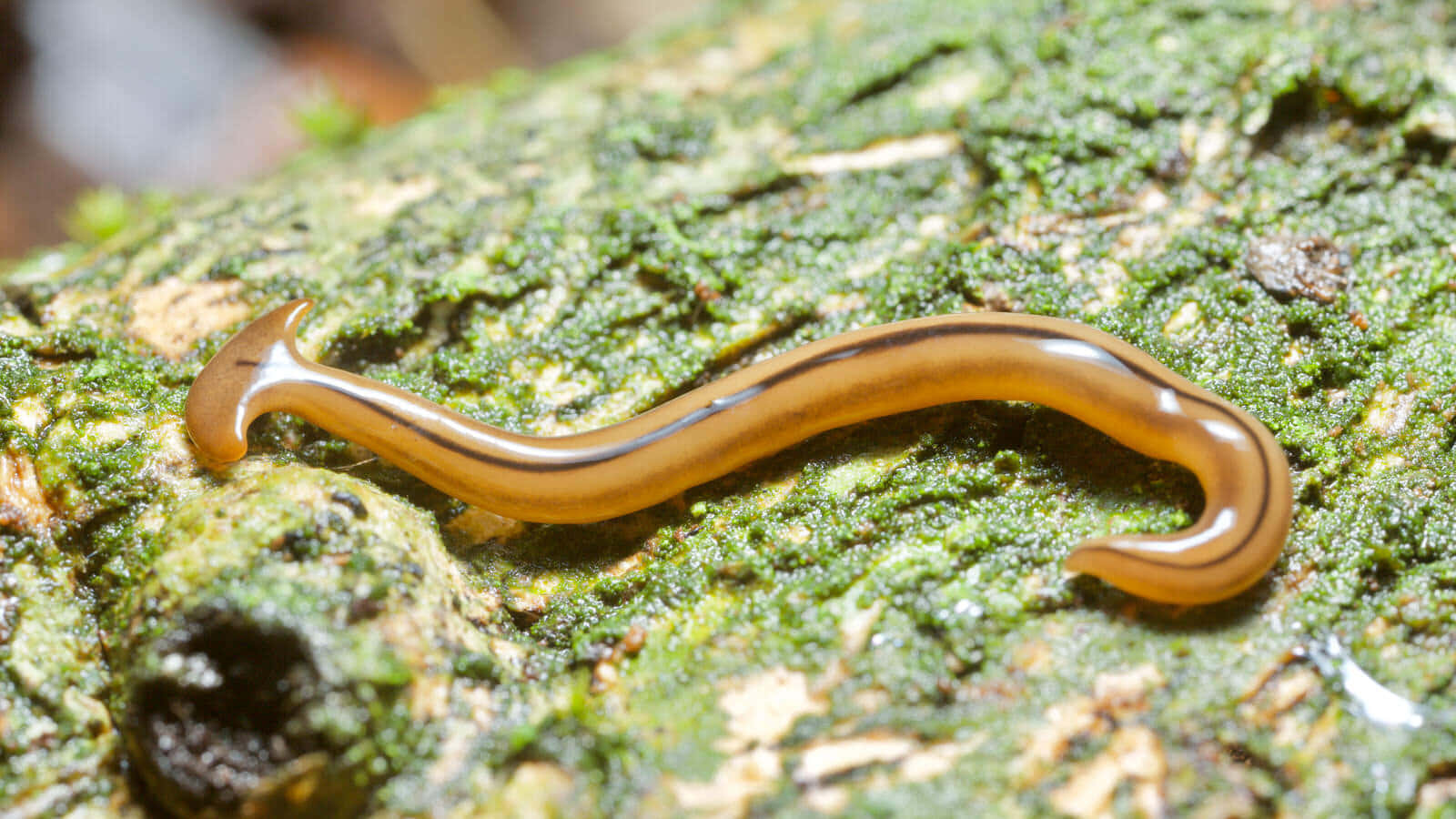 Planarian, translucent amber, dark stripes, HD Desktop Wallpaper