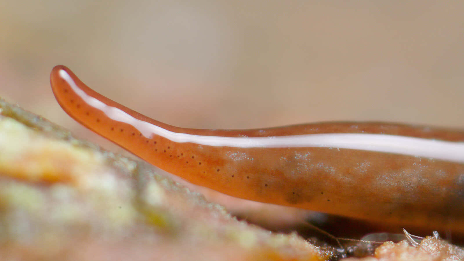 planarian worm, translucent orange, white stripe, HD Desktop Wallpaper