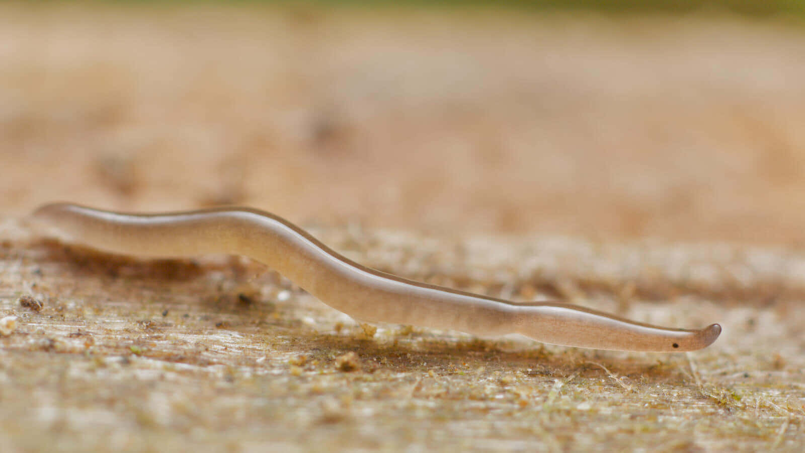 Planarian, flatworm, wood surface, HD Desktop Wallpaper
